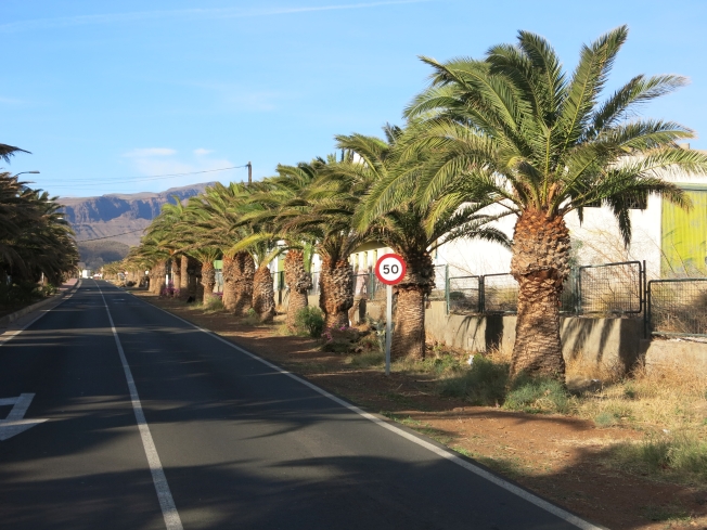 La línea de palmeras de la zona de Las Chácaras está siendo recuperada con nuevos ejemplares
