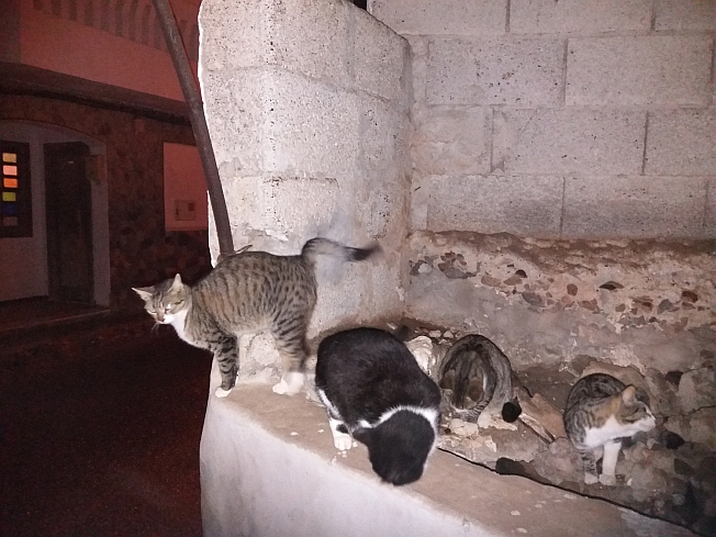 El Ayuntamiento realiza una campaña de control y esterilización de gatos callejeros