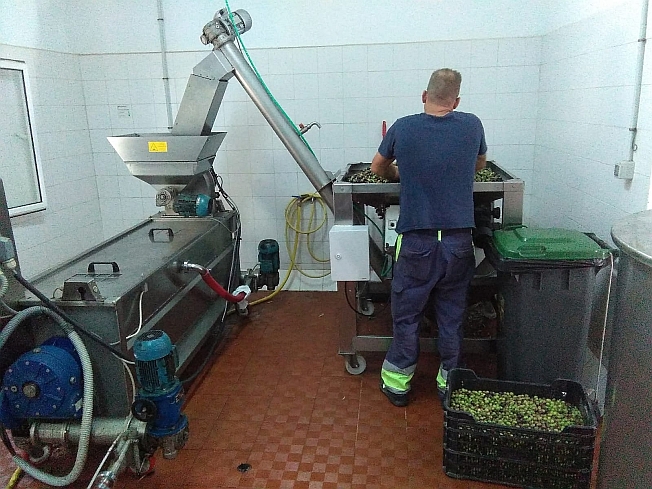 La almazara municipal cierra la zafra con una producción de 12.180 litros de aceite de oliva virgen extra
