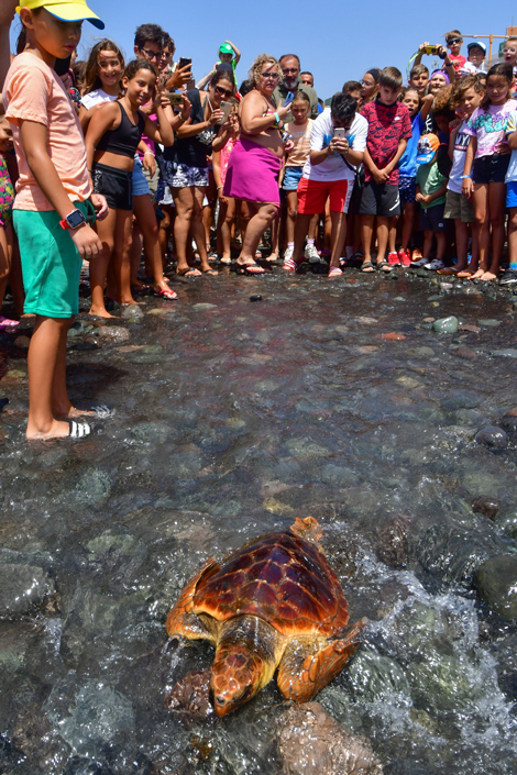 El alcalde de Santa Lucía de Tirajana y cientos de vecinos del municipio ayudan a una tortuga boba a regresar a su casa en la playa de Pozo Izquierdo