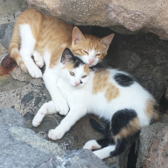 La campaña de control de colonias felinas impulsó la esterilización  150 gatos en Santa Lucía en 2018 