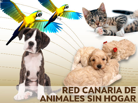 Red Canaria de Animales sin Hogar